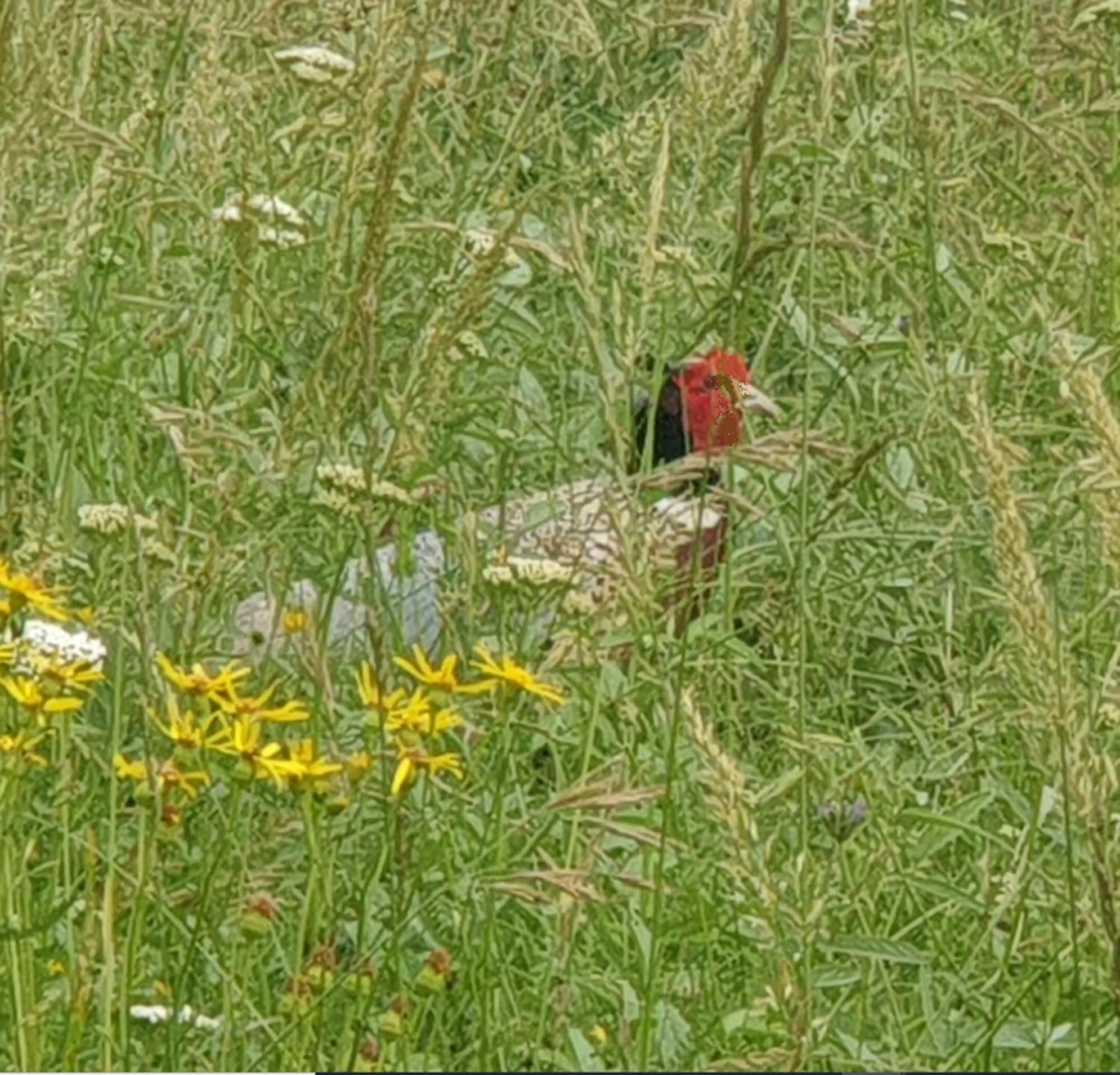 Seuls En Pleine Nature - Gite La Cote Blanche Puygaillard-de-Quercy Экстерьер фото
